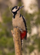 Femella de Picot garser gros (Dendrocopos major)