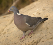 Tudó (Columba palumbus)