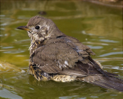 Tord comú (Turdus philomelos)