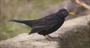 Mascle de Merla (Turdus merula)