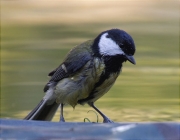 Mallerenga carbonera (Parus major)