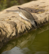 Mascle de Tallarol de casquet (Sylvia atricapilla)