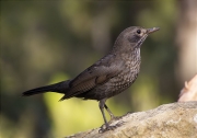 Merla (Turdus merula)