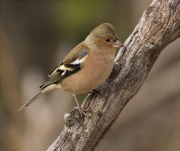 Mascle de Pinsà comú (Fringilla coelebs) [Editar] [Eliminar]