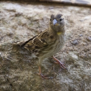 Pardal roquer (Petronia petronia)