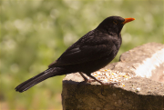 Mascle de Merla (Turdus merula)