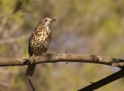 Griva (Turdus viscivorus)