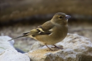 Femella de Pinsà comú (Fringilla coelebs)