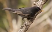 Merla (Turdus merula)