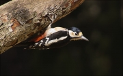 Femella de Picot garser gros (Dendrocopos major)