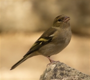 Femella de Pinsà comú (Fringilla coelebs)