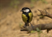 Mallerenga carbonera (Parus major)