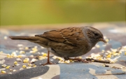 Pardal de bardissa (Prunella modularis)