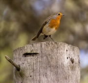 Pit roig (Erithacus rubecola)