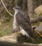 Astor (Accipiter gentilis)