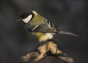 Mallerenga carbonera (Parus major)