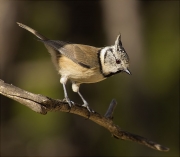 Mallerenga emplomallada (Parus cristatus)