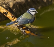 Mallerenga blava (Cyanistes caeruleus)