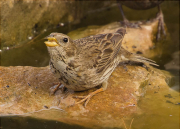 Cruixidell (Emberiza calandra)