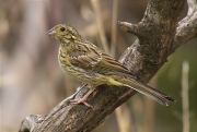 Femella de Gratapalles (Emberiza cirlus)