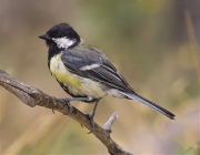 Mascle de Mallerenga carbonera (Parus major)