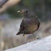 Femella de Merla (Turdus merula)