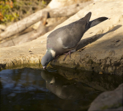 Tudó (Columba palumbus)