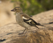 Jove de Pinsà comú (Fringilla coelebs)