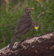 Jove de Merla (Turdus merula)