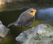 Pit roig (Erithacus rubecola)