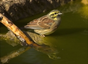 Mascle de Gratapalles (Emberiza cirlus)