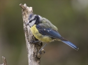 Mallerenga blava (Cyanistes caeruleus)