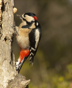 Mascle de Picot garser gros (Dendrocopos major)