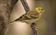 Femella de Gafarró (Serinus serinus)