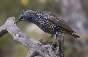 Estornell vulgar (Sturnus vulgaris)