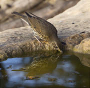 Tord comú (Turdus philomelos)