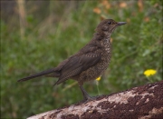 Jove de Merla (Turdus merula)