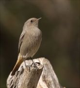 Femella de Cotxa fumada (Phoenicurus ochruros)