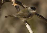 Mascle de Tallarol de casquet (Sylvia atricapilla)