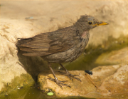 Jove de Merla (Turdus merula)