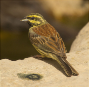 Mascle de Gratapalles (Emberiza cirlus)