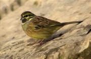 Mascle de Gratapalles (Emberiza cirlus)