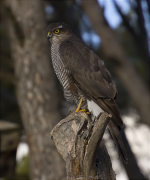 Femella d'Esparver (Accipiter nisus