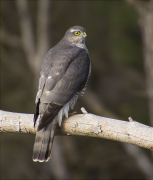 Femella d'Esparver (Accipiter nisus)