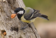 Mallerenga carbonera (Parus major)