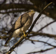 Femella d'Esparver (Accipiter nisus)