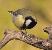 Mallerenga carbonera (Parus major)