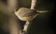 Femella de Tallarol de casquet (Sylvia atricapilla)