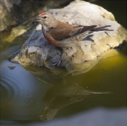 Passarell (Carduelis cannabina)