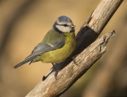 Mallerenga blava (Cyanistes caeruleus)